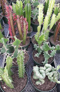 6" Euphorbia Assortment 